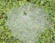 241 Garden Spider Wed-130829_01.jpg