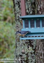 241 Nuthatch-130829_01.jpg