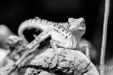 Zoo11.jpg