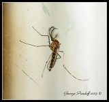 Day241Mosquito.jpg