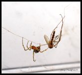 Day241Spider.jpg