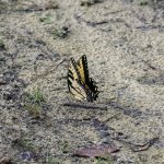 Butterfly.jpg