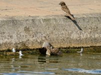 DSC_0038.JPG