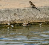 DSC_0039.JPG