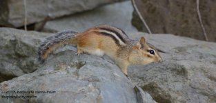 242 Chipmunk-130830-01_01.jpg