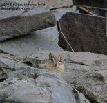 242 Chipmunk-130830-02_01.jpg