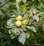 DSC_0079.jpg
