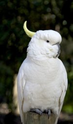 ContentedCocky 2.jpg