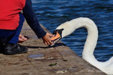 DSC_0387.JPG