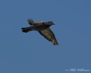 DSC_0371.jpg