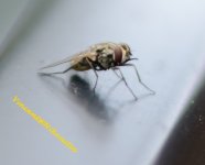 Fly - WM.JPG