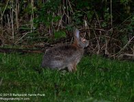 243 Rabbit-130830_01.jpg