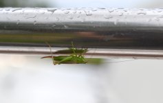 Grasshopper 2.jpg