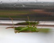Grasshopper 2a.jpg