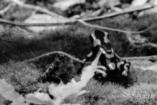 Zoo9.jpg