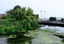 DSC_1516.JPG