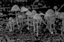1MC_1061 - copie.jpg