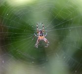 Spider2 - WM.jpg