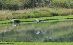 244 Heron-130901-02_01.jpg