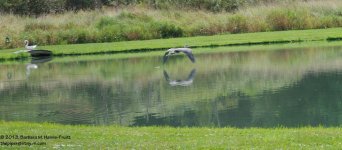 244 Heron-130901-03_01.jpg