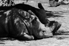 Zoo18.jpg