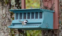 245 Chickadee-130902-01_01.jpg