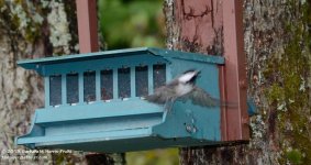 245 Chickadee-130902-03_01.jpg