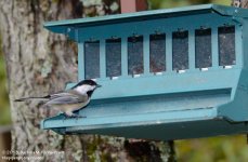 245 Chickadee-130902-04_01.jpg