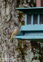 245 Nuthatch-130902-01_01.jpg