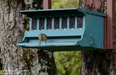 245 Nuthatch-130902-09_01.jpg