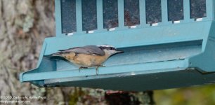 245 Nuthatch-130902-11_01.jpg