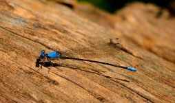 Common Bluetail Damselfly.jpg