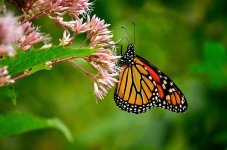 Monarch Butterfly.jpg