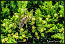 Day245Spider.jpg