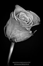 20110608-Rose-3.jpg
