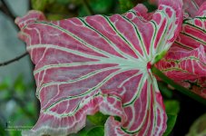 leaf-1.jpg