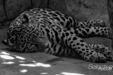 Zoo15.jpg