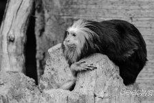 Zoo26.jpg