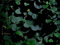 Leaves at night.jpg