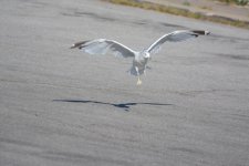 DSC_1788.jpg