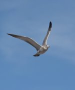 DSC_1809.JPG