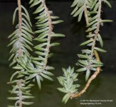 246 Succulent-130903_01.jpg
