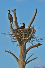 DSC_4918 copy_001.JPG