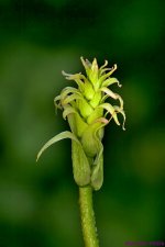 DSC_4935 copy_001.JPG