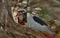 DSC_4975 copy_001_02.JPG