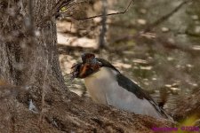 DSC_4979 copy_001.JPG