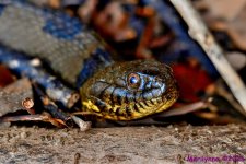 DSC_5046 copy_001.JPG