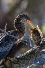 DSC_5061 copy_001.JPG