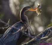 DSC_5062 copy_001_02.JPG