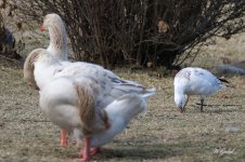 RosssGoose4 sm.jpg